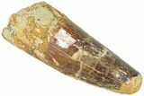 Fossil Spinosaurus Tooth - Real Dinosaur Tooth #311815-1